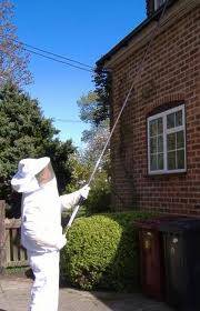 KMPS Wasp Nest Removal 375504 Image 0